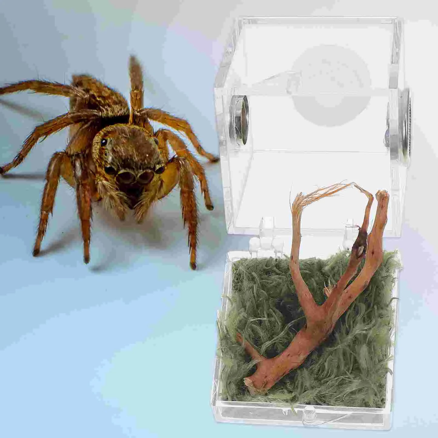 2 Set Acrylic Terrarium Container Jumping Spider Habitat Box Reptile Insect Enclosure Pet Landscape Snail Beetle Spiderling