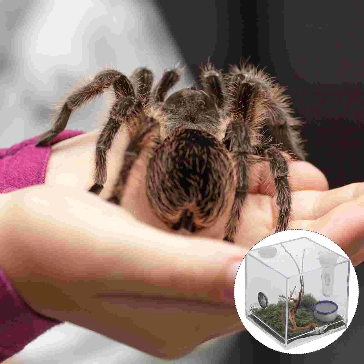 2 Set Acrylic Terrarium Container Jumping Spider Habitat Box Reptile Insect Enclosure Pet Landscape Snail Beetle Spiderling