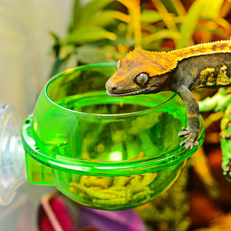Arboreal Reptile Live Anti-Escape Sucker Feeder Chameleon Food Basin Wall Double Layer Plastic Bowls for Small Animals D9210