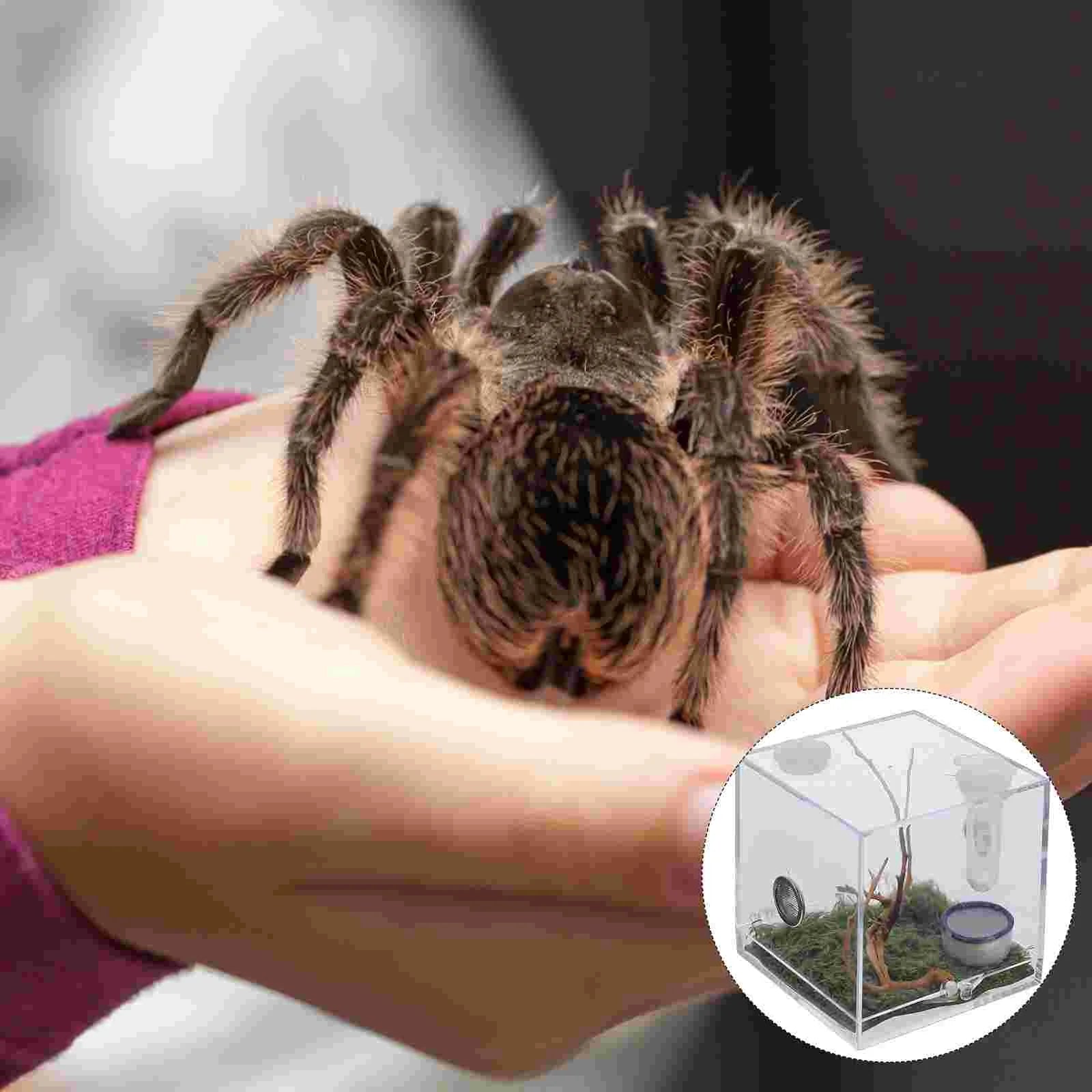 2 Set Acrylic Terrarium Container Jumping Spider Habitat Box Reptile Insect Enclosure Pet Landscape Snail Beetle Spiderling